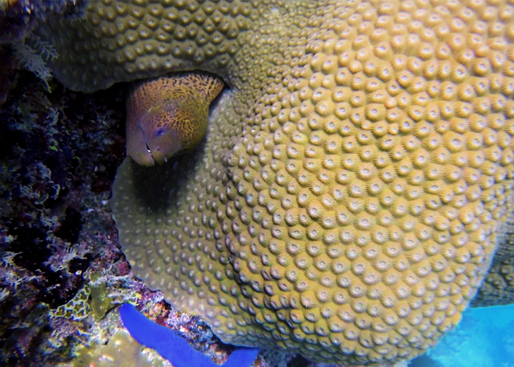 Fiji dive liveaboard on Aparmina by Big Blue Fiji