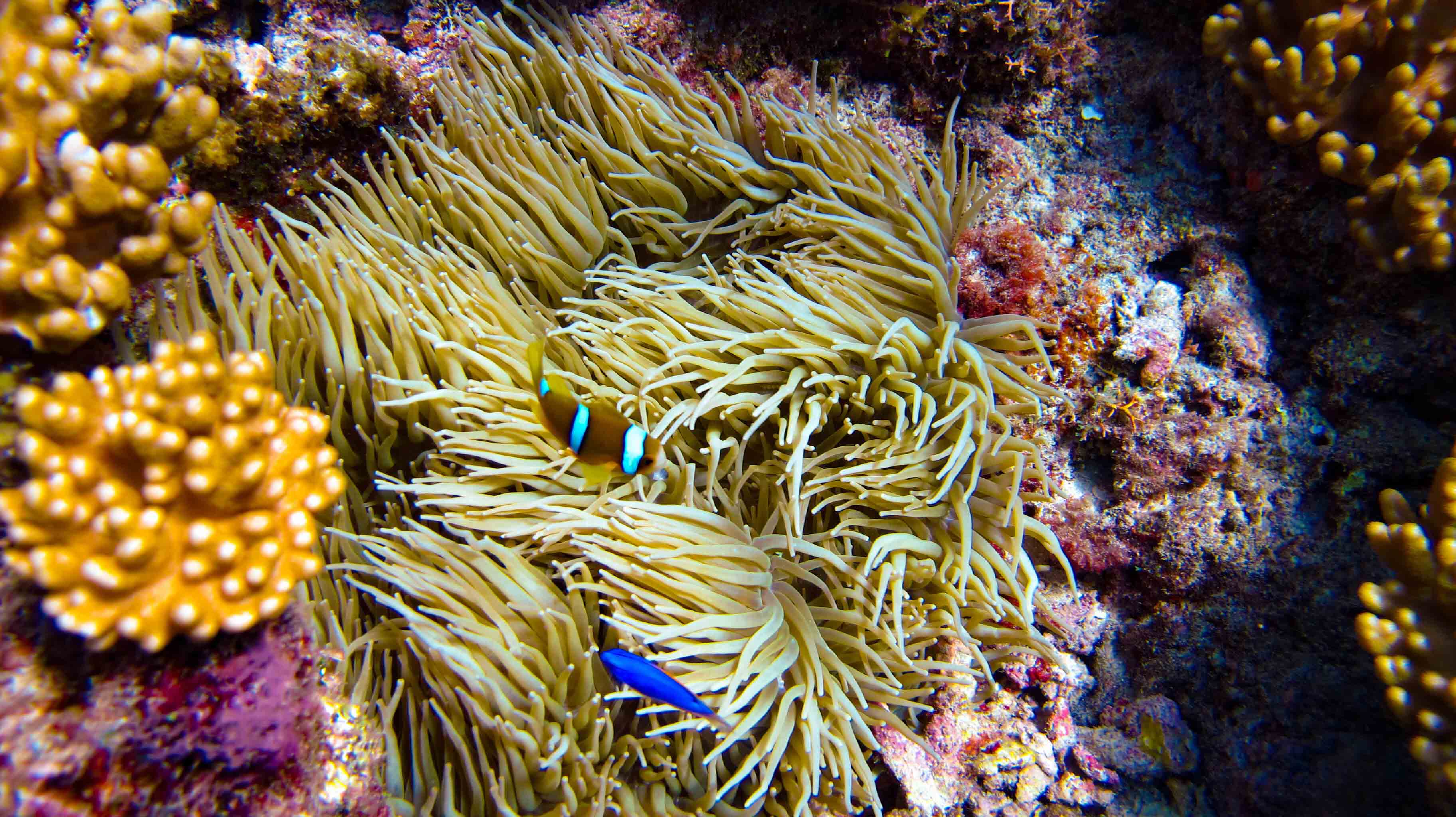fiji_sailing_charter3 • Big Blue Fiji